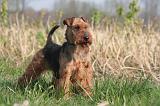 WELSH TERRIER 098
